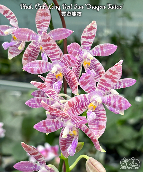美琪園藝Miki Orchid - 品種詳細頁